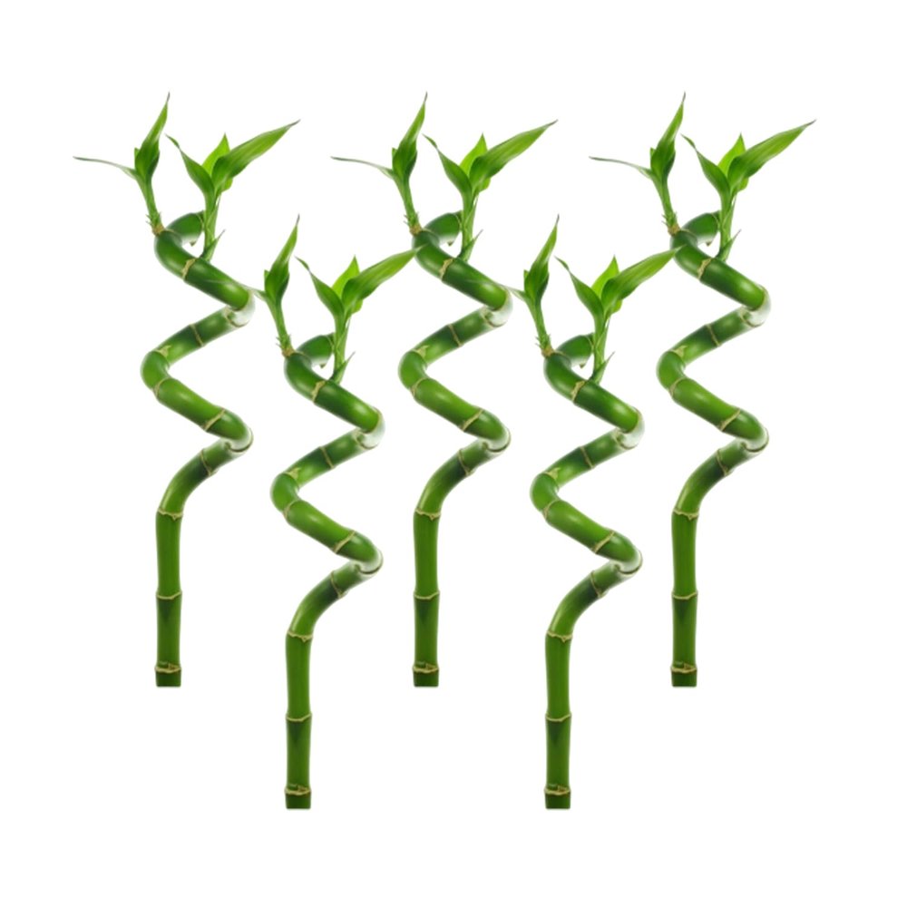Canton Aquatics Lucky Bamboo 5 Pack - 8 Inches Tall Bamboo Plant, Real Plants Indoor Decor, Perfect Small Plant for Home and Office, Live Bambu, Easy to Grow Dracaena Sanderiana