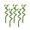 Canton Aquatics Lucky Bamboo 5 Pack - 8 Inches Tall Bamboo Plant, Real Plants Indoor Decor, Perfect Small Plant for Home and Office, Live Bambu, Easy to Grow Dracaena Sanderiana view 1