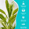 Canton Aquatics Lucky Bamboo 5 Pack - 8 Inches Tall Bamboo Plant, Real Plants Indoor Decor, Perfect Small Plant for Home and Office, Live Bambu, Easy to Grow Dracaena Sanderiana view 4