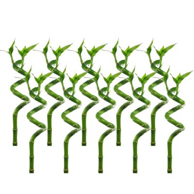 CANTON AQUATICS Lucky Bamboo Plant Dracaena Sanderiana - Popular Indoor House Plants - Background Positioning - All Natural & Organic Aquatic Plant - Easy to Care (Curly, Pack of 10)