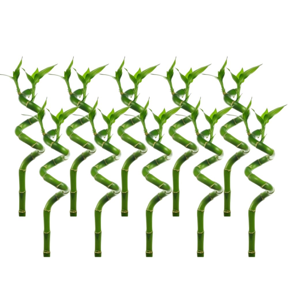 CANTON AQUATICS Lucky Bamboo Plant Dracaena Sanderiana - Popular Indoor House Plants - Background Positioning - All Natural & Organic Aquatic Plant - Easy to Care (Curly, Pack of 10)