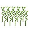 CANTON AQUATICS Lucky Bamboo Plant Dracaena Sanderiana - Popular Indoor House Plants - Background Positioning - All Natural & Organic Aquatic Plant - Easy to Care (Curly, Pack of 10) view 1