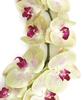 SilksAreForever 38" Silk Phalaenopsis Orchid Flower Stem -Light Green (Pack of 4) view 2