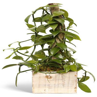 Live Vanilla Orchid, Vanilla Panifolia Orchid with Totem, Trailing Plant, Housewarming Gift, Birthday Gift, Live Potted Plant, Mother's Day Gift, Indoor Houseplant in 6" Wooden Gift Pot