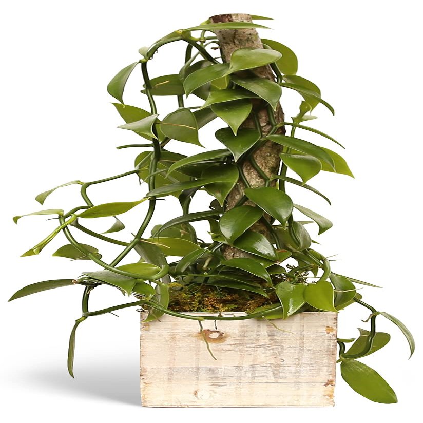 Live Vanilla Orchid, Vanilla Panifolia Orchid with Totem, Trailing Plant, Housewarming Gift, Birthday Gift, Live Potted Plant, Mother's Day Gift, Indoor Houseplant in 6" Wooden Gift Pot