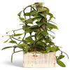 Live Vanilla Orchid, Vanilla Panifolia Orchid with Totem, Trailing Plant, Housewarming Gift, Birthday Gift, Live Potted Plant, Mother's Day Gift, Indoor Houseplant in 6" Wooden Gift Pot view 1