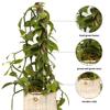 Live Vanilla Orchid, Vanilla Panifolia Orchid with Totem, Trailing Plant, Housewarming Gift, Birthday Gift, Live Potted Plant, Mother's Day Gift, Indoor Houseplant in 6" Wooden Gift Pot view 2