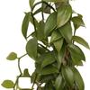 Live Vanilla Orchid, Vanilla Panifolia Orchid with Totem, Trailing Plant, Housewarming Gift, Birthday Gift, Live Potted Plant, Mother's Day Gift, Indoor Houseplant in 6" Wooden Gift Pot view 3