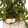 Live Vanilla Orchid, Vanilla Panifolia Orchid with Totem, Trailing Plant, Housewarming Gift, Birthday Gift, Live Potted Plant, Mother's Day Gift, Indoor Houseplant in 6" Wooden Gift Pot view 4