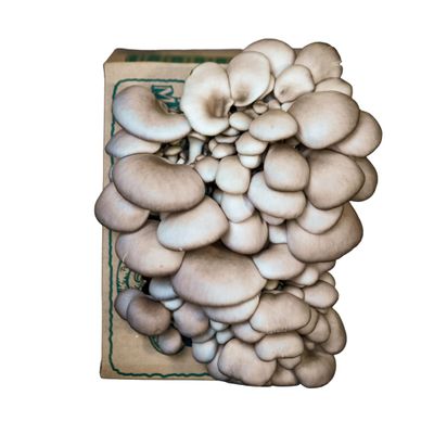 Far West Fungi Oyster Mushroom Mini-Farm Grow Kit, 5lbs, Non-GMO, Easy to Use, Grow Your Mushrooms at Home, Tree Oyster, Produced by Real Farmers in California, Indoor