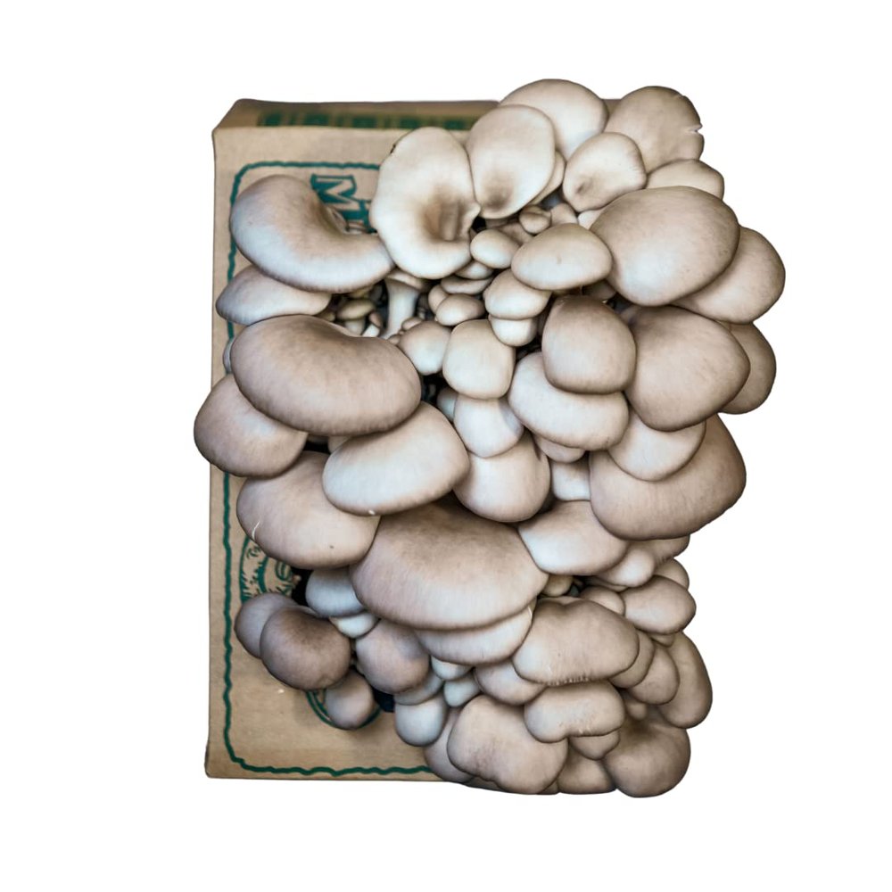 Far West Fungi Oyster Mushroom Mini-Farm Grow Kit, 5lbs, Non-GMO, Easy to Use, Grow Your Mushrooms at Home, Tree Oyster, Produced by Real Farmers in California, Indoor