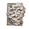 Far West Fungi Oyster Mushroom Mini-Farm Grow Kit, 5lbs, Non-GMO, Easy to Use, Grow Your Mushrooms at Home, Tree Oyster, Produced by Real Farmers in California, Indoor view 1
