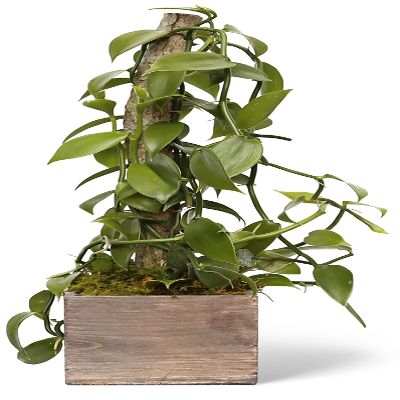 Live Vanilla Orchid, Vanilla Panifolia Orchid with Totem, Housewarming Gift for First Home, Birthday Gift, Office Plant, Mother's Day Gift, Indoor Houseplant in 6" Wooden Gift Pot