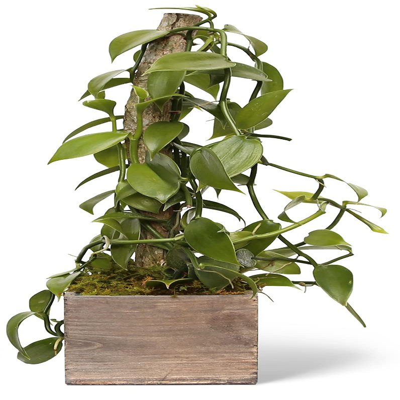 Live Vanilla Orchid, Vanilla Panifolia Orchid with Totem, Housewarming Gift for First Home, Birthday Gift, Office Plant, Mother's Day Gift, Indoor Houseplant in 6" Wooden Gift Pot