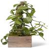 Live Vanilla Orchid, Vanilla Panifolia Orchid with Totem, Housewarming Gift for First Home, Birthday Gift, Office Plant, Mother's Day Gift, Indoor Houseplant in 6" Wooden Gift Pot view 1