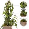 Live Vanilla Orchid, Vanilla Panifolia Orchid with Totem, Housewarming Gift for First Home, Birthday Gift, Office Plant, Mother's Day Gift, Indoor Houseplant in 6" Wooden Gift Pot view 2