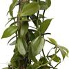 Live Vanilla Orchid, Vanilla Panifolia Orchid with Totem, Housewarming Gift for First Home, Birthday Gift, Office Plant, Mother's Day Gift, Indoor Houseplant in 6" Wooden Gift Pot view 3