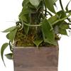 Live Vanilla Orchid, Vanilla Panifolia Orchid with Totem, Housewarming Gift for First Home, Birthday Gift, Office Plant, Mother's Day Gift, Indoor Houseplant in 6" Wooden Gift Pot view 4