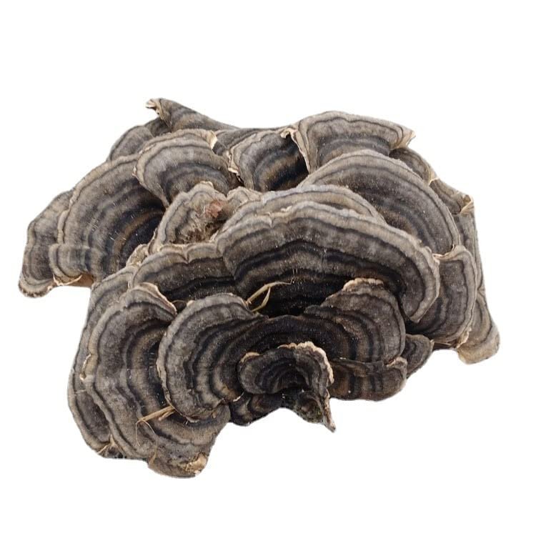 WonderLand Herbs Changbai Mountain Wild Trametes versicolor/CORIOLUS/Trametes 35.3 Oz.