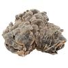 WonderLand Herbs Changbai Mountain Wild Trametes versicolor/CORIOLUS/Trametes 35.3 Oz. view 2