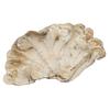 WonderLand Herbs Changbai Mountain Wild Trametes versicolor/CORIOLUS/Trametes 35.3 Oz. view 4