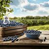 Blueberry Rel Infused Exotics, Blueberry Puree Infused Syrup, 16.9 FL OZ Squeezable Bottle (Pack of 3) view 3
