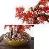 Artificial Plants Simulation Plant Art Bonsai Modern New Chinese Style Zen Simulation Red Bonsai Living Room Porch Cabinet Ornaments Articifical Plants Indoor view 3