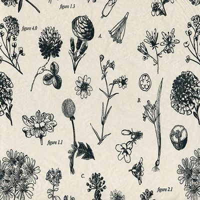Botanicals Tissue Paper, 20x30", Bulk 240 Sheet Pack Party Decoration Craft Project Decoupage Gift Wrapping