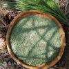 1kg Song ZhenNatural Dried Pine Needle Tea view 4