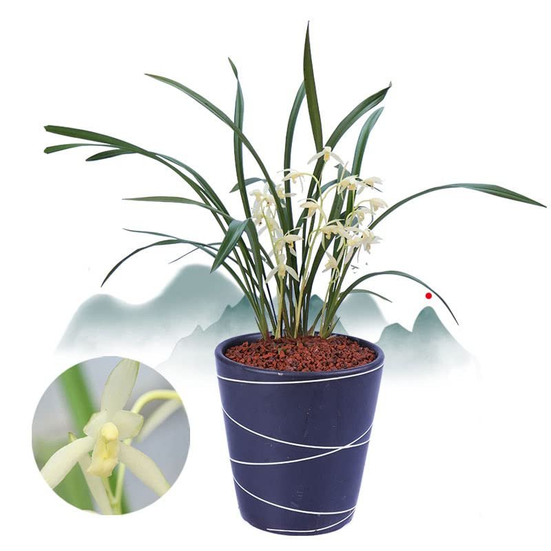 CYMUS Live Orchids Cymbidium Ensifolium Perfect for Windowsills or Indoors-Shipped Without Flowers-