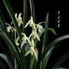 CYMUS Live Orchids  Cymbidium Ensifolium Perfect for Windowsills or Indoors-Shipped Without Flowers- view 2