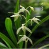 CYMUS Live Orchids  Cymbidium Ensifolium Perfect for Windowsills or Indoors-Shipped Without Flowers- view 3