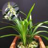 CYMUS Live Orchids  Cymbidium Ensifolium Perfect for Windowsills or Indoors-Shipped Without Flowers- view 4
