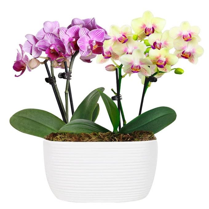 From You Flowers - Strawberry Lemonade Mini Orchid Duo for Birthday, Anniversary, Get Well or Celebration