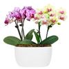 From You Flowers - Strawberry Lemonade Mini Orchid Duo for Birthday, Anniversary, Get Well or Celebration view 1
