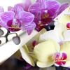 From You Flowers - Strawberry Lemonade Mini Orchid Duo for Birthday, Anniversary, Get Well or Celebration view 2