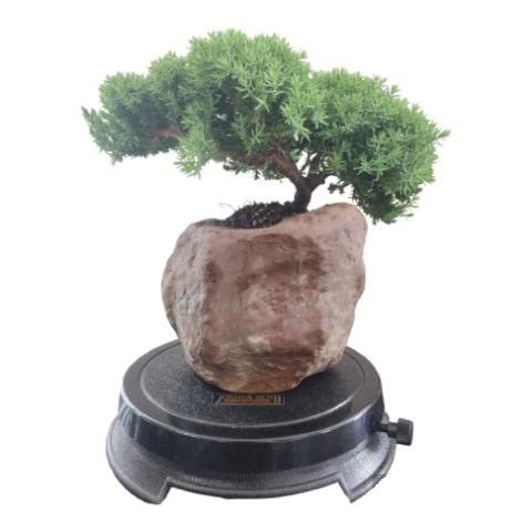 Japanese Juniper Bonsai Tree in Rock Style Pot