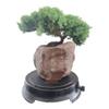 Japanese Juniper Bonsai Tree in Rock Style Pot view 1