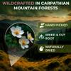 1.8 oz. Dried White Cinquefoil Root Herb Herbal Tea Potentilla Alba L.B - 50g Dried Cut Herb Roots Tea view 2