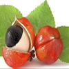 Calaherb Guarana Seed Powder 250 g / 8.8 oz view 2