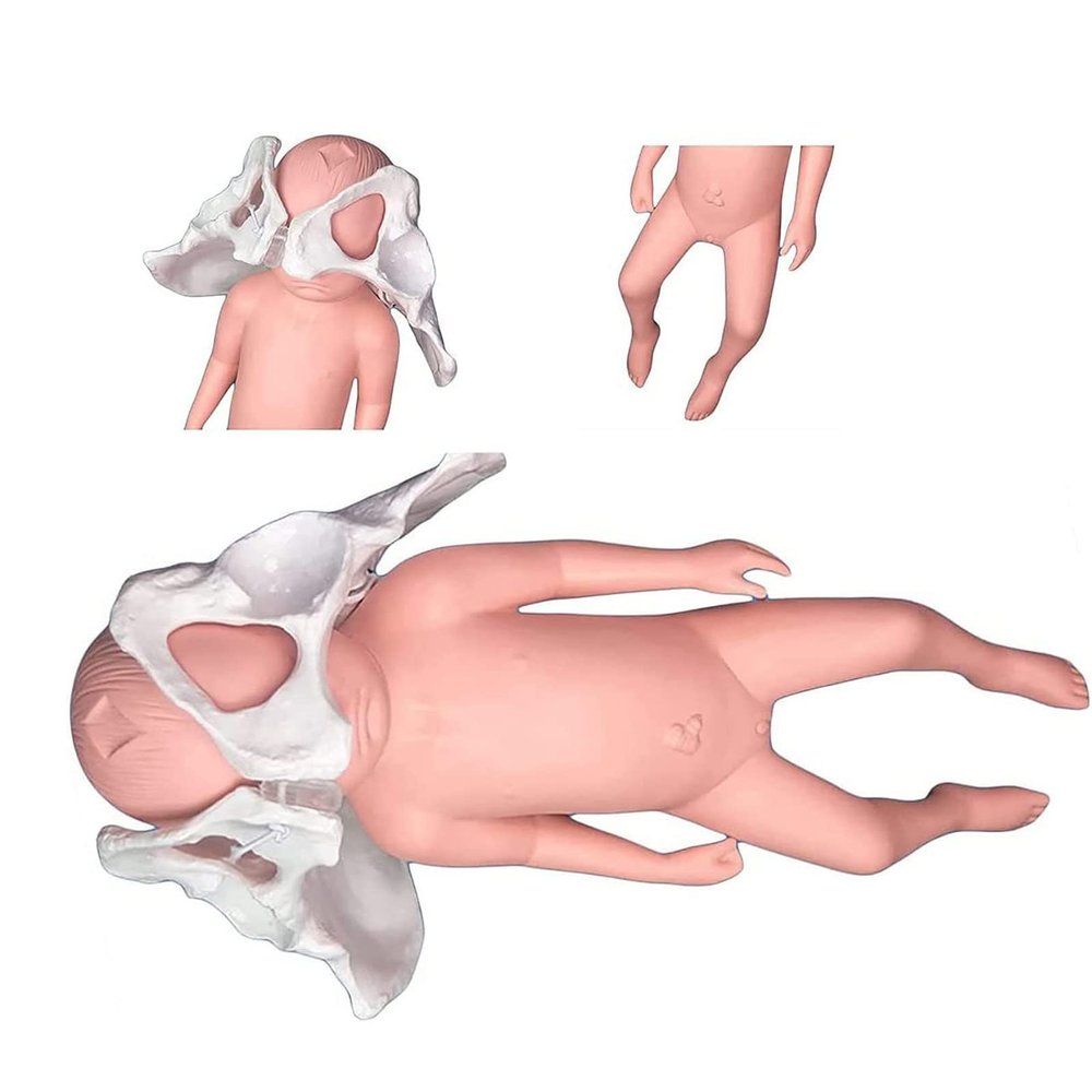 Female Pelvis Delivery Model, Childbirth Pelvic Model, Child Pelvis Model, Midwifery Pattern with Baby Symphysis and Pelvic-Pubic for Teaching