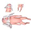 Female Pelvis Delivery Model, Childbirth Pelvic Model, Child Pelvis Model, Midwifery Pattern with Baby Symphysis and Pelvic-Pubic for Teaching view 1
