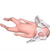 Female Pelvis Delivery Model, Childbirth Pelvic Model, Child Pelvis Model, Midwifery Pattern with Baby Symphysis and Pelvic-Pubic for Teaching view 2