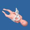 Female Pelvis Delivery Model, Childbirth Pelvic Model, Child Pelvis Model, Midwifery Pattern with Baby Symphysis and Pelvic-Pubic for Teaching view 4