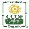 McCabe Organic Kamut - Kamut Grain Khorasan Wheat Berries | USDA and CCOF Certified | 2 lbs Pack of 2 view 3