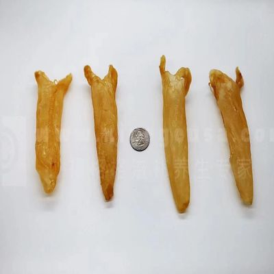 Xi Ge Ge GINSENG & HERBS CO. 227 South Afican butterfly Isinglass Tube in a box (half pound 30pics)