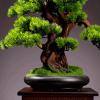 Artificial Bonsai Tree Artificial Bonsai Tree Potted Plant Ornament Bonsai Simulation Bonsai Green Plant Fake Plant Decoration Potted Artificial House Plants for Desk Home Office Display Bonsai Plant view 3