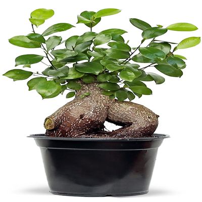 Live Ginseng Ficus, Ficus Retusa, Taiwan Ficus, Banyan Fig, Bonsai Houseplant, Birthday Gift, Housewarming Gift for The Home, Plant Lover Gift, Live Potted Houseplant in 6" Pot