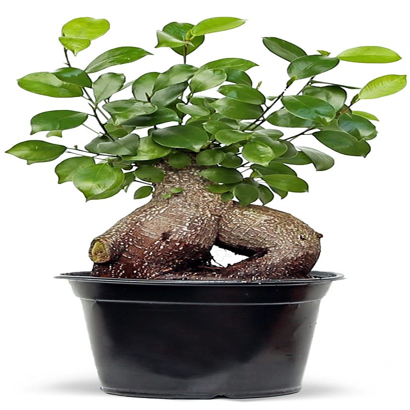 Live Ginseng Ficus, Ficus Retusa, Taiwan Ficus, Banyan Fig, Bonsai Houseplant, Birthday Gift, Housewarming Gift for The Home, Plant Lover Gift, Live Potted Houseplant in 6" Pot