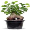 Live Ginseng Ficus, Ficus Retusa, Taiwan Ficus, Banyan Fig, Bonsai Houseplant, Birthday Gift, Housewarming Gift for The Home, Plant Lover Gift, Live Potted Houseplant in 6" Pot view 1